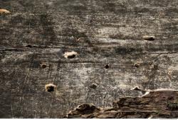 Photo Textures of Wood